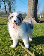 Australische herder pups / Aussi pup / Australian Shepherds, België, 8 tot 15 weken, Parvo, Meerdere