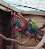 1 jonge grasparkiet man, Mannelijk, Parkiet