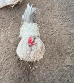 Prachtige raszuivere lavendel Araucana haan, Mannelijk, Kip