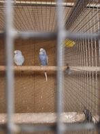 Grasparkiet man, Dieren en Toebehoren, Vogels | Parkieten en Papegaaien, Mannelijk, Parkiet