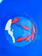 Goudvissen 18-20 cm desgewenst bezorgd aan huis, Dieren en Toebehoren, Goudvis(sen)