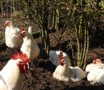 Broedeieren zuivere Poule de Bresse, Dieren en Toebehoren, Pluimvee, Geslacht onbekend, Kip