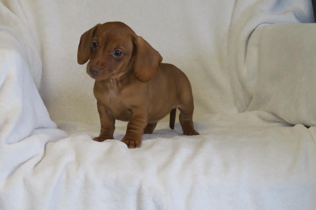 Knappe Korthaar dwerg Teckel pups, Dieren en Toebehoren, Parvo, Nederland, 8 tot 15 weken, Korthaar