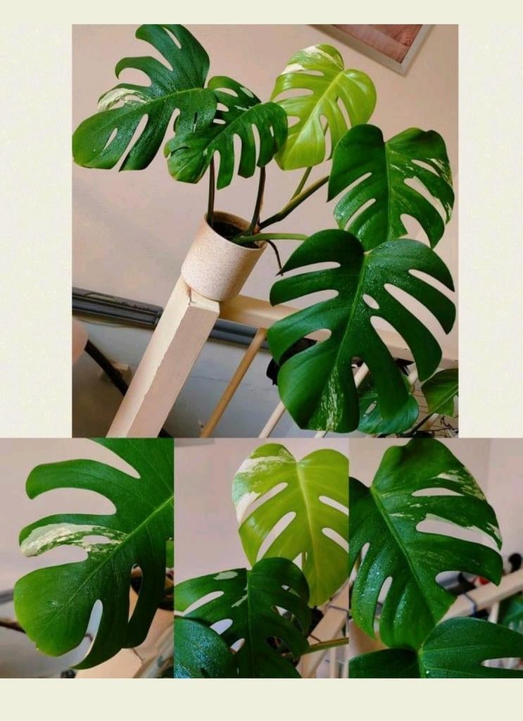 Monstera variegata, Huis en Inrichting, Kamerplanten, Ophalen, Halfschaduw, Minder dan 100 cm