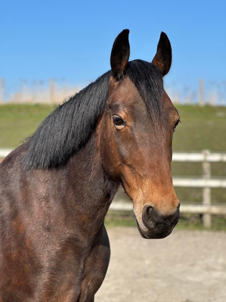 Kwpn tuiger merrie 8 jaar, stolmaat ong. 1.65 vader Atleet., Dieren en Toebehoren, Paarden, Merrie, 165 tot 170 cm, Tuigpaard