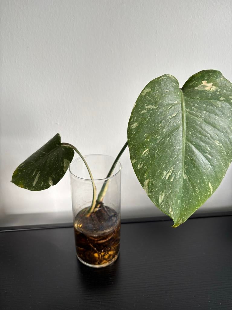 Monstera Thai Constellation stekje met wortels, Vaste plant, Bloeit niet, Halfschaduw, Ophalen