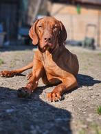 Vizla Tommy zoekt een baasje, 1 tot 2 jaar, Buitenland, Eén hond, Reu