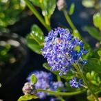 Amerikaanse sering (Ceanothus Victoria), Tuin en Terras, Ophalen of Verzenden, Overige soorten, Struik, Minder dan 100 cm