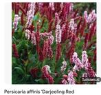 Periscaria Affines, Ophalen, Halfschaduw