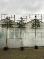 Groenblijvende leibomen-Portugese laurier- Direct van kweker, Tuin en Terras, Planten | Bomen, Ophalen, Bloeit niet, Halfschaduw