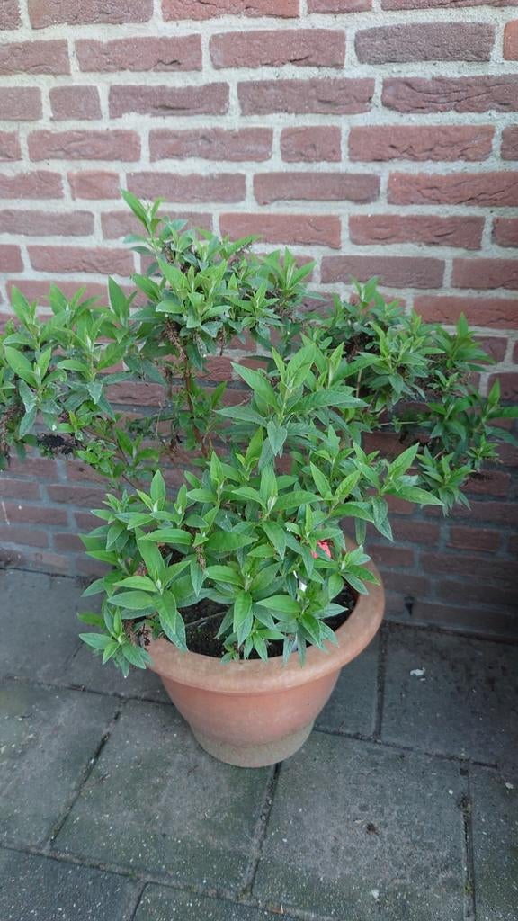 Vlinderstruik in pot blijft klein, Tuin en Terras, Planten | Struiken en Hagen, Ophalen, Liguster, Minder dan 100 cm