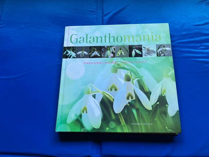 bolgewas sneeuwklokje botanie lente voorjaar, Tuin en Terras, Planten | Tuinplanten, Overige soorten, Volle zon, Ophalen of Verzenden