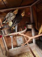 volière – Valkparkieten, Grasparkieten & Agaporniden, Dieren en Toebehoren, Meerdere dieren, Parkiet, Geringd