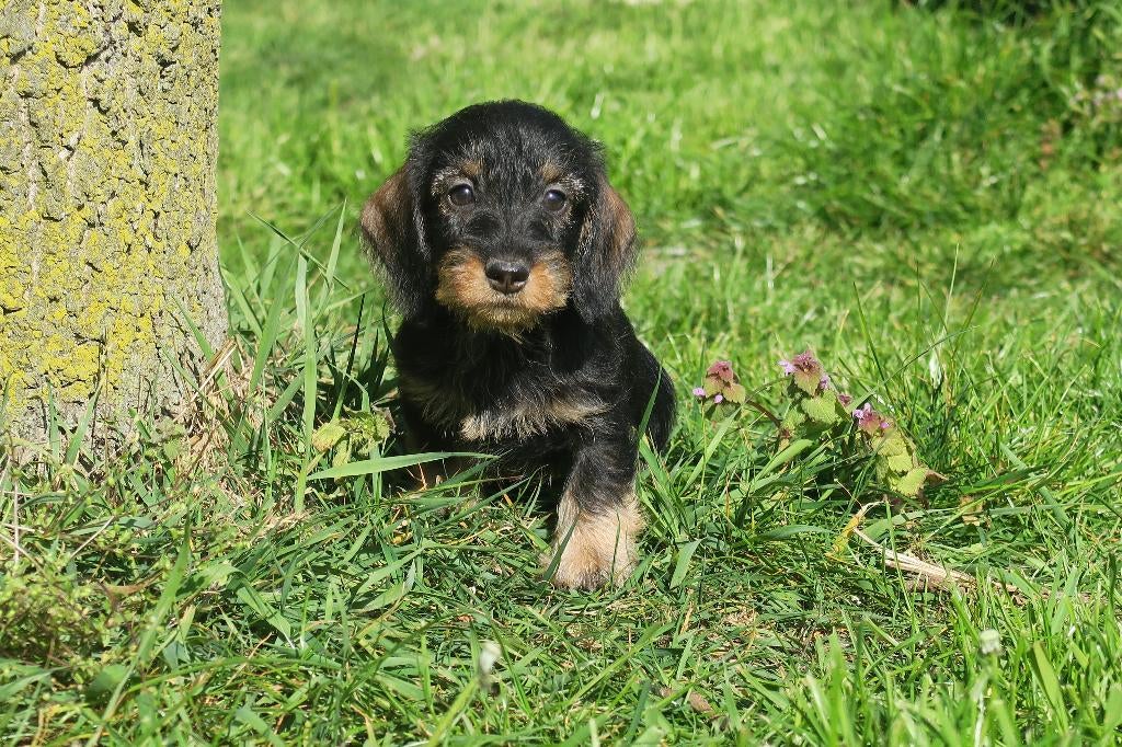 Ruwhaar dwerg Teckel pups, Dieren en Toebehoren, Honden | Teckels en Dashonden, Meerdere dieren, Ruwhaar, Dwerg, Fokker | Professioneel