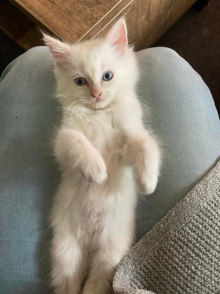Laatste cream point ragdoll kitten poesje, Meerdere dieren, Gechipt, 0 tot 2 jaar