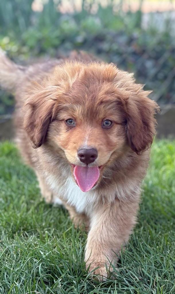 Australian toller pups, Parvo, 8 tot 15 weken, Meerdere, Nederland