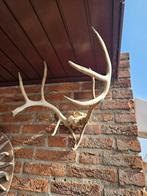 gewei aan schedelstuk - Decoratief, Ophalen of Verzenden