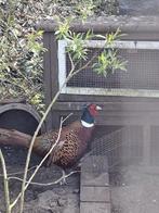 3 Jonge fazant hanen, Dieren en Toebehoren, Vogels | Overige Vogels, Mannelijk