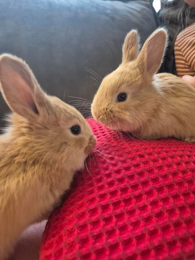 Konijntjes kruising gele van Bourgondiër x rex, Dieren en Toebehoren, Konijnen, Meerdere dieren