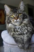Maine coon poezen, Poes