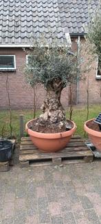 Oude Bonsai olijfboom, Tuin en Terras, Ophalen, Overige soorten