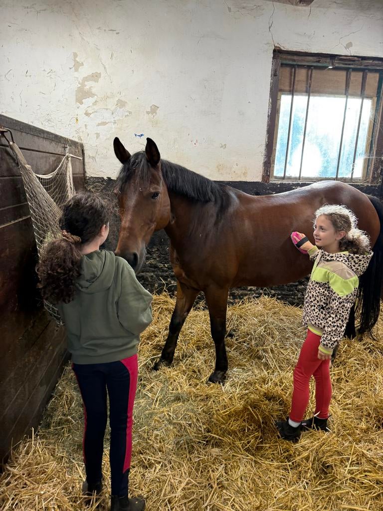 Co-driver/care-taker offered, Ruiter of Bijrijder