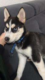 Husky pup Teefje, bijna 5 maanden oud, Dieren en Toebehoren, 15 weken tot 1 jaar, Teef, Poolhond, Eén hond