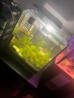 SuperFish Qubiq 60 Pro ( bieden naar waarde ), Ophalen, Zo goed als nieuw, Leeg aquarium