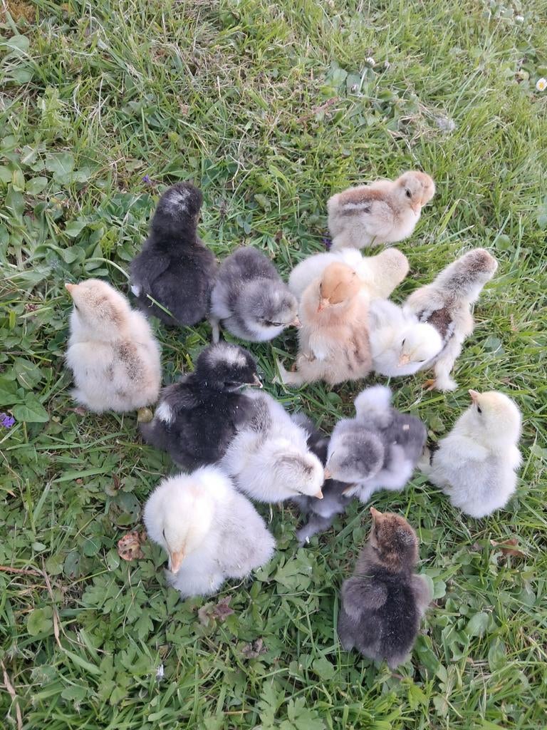 Cochin kriel hen kuikens, Vrouwelijk, Kip