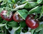 Tomaat Black Prince, Ophalen of Verzenden, Voorjaar, Volle zon, Zaad