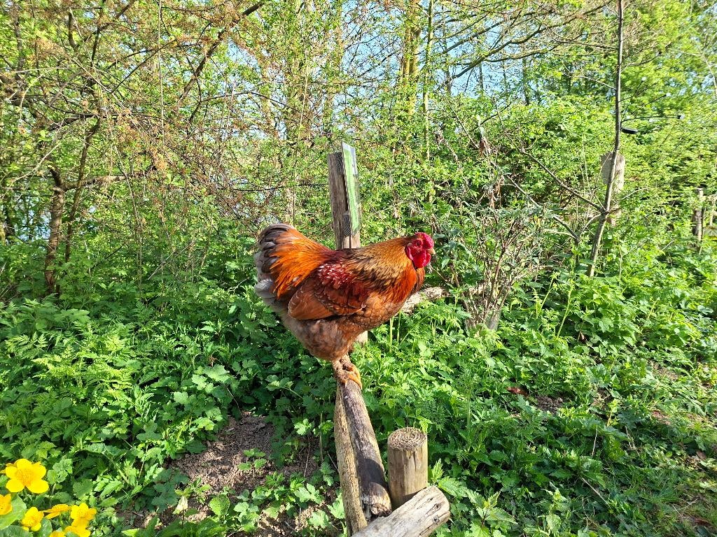 Wyandotte haantje, Dieren en Toebehoren, Pluimvee, Mannelijk, Kip
