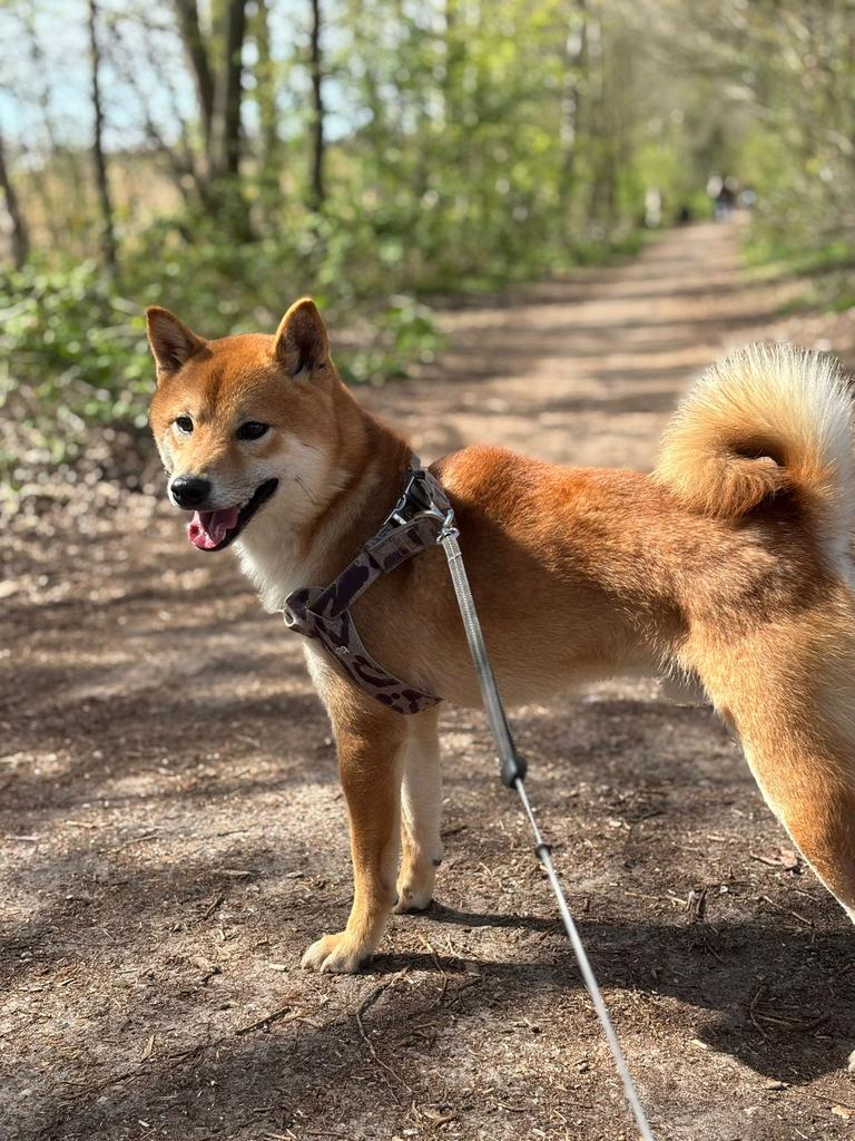 shiba inu dekreu  HACHI, Dieren en Toebehoren, Reu, 1 tot 2 jaar, Parvo, Eén hond