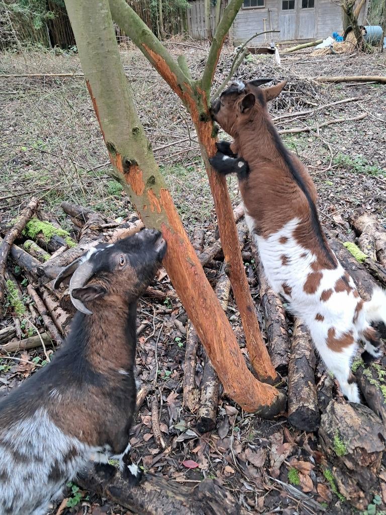 2 dwerggeitjes zoeken met spoed een huisje, Meerdere dieren