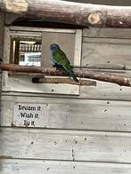 Te koop splendid man, Mannelijk, Parkiet, Geringd