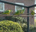Barraband parkieten, Dieren en Toebehoren, Vogels | Parkieten en Papegaaien, Meerdere dieren, Parkiet, Geringd