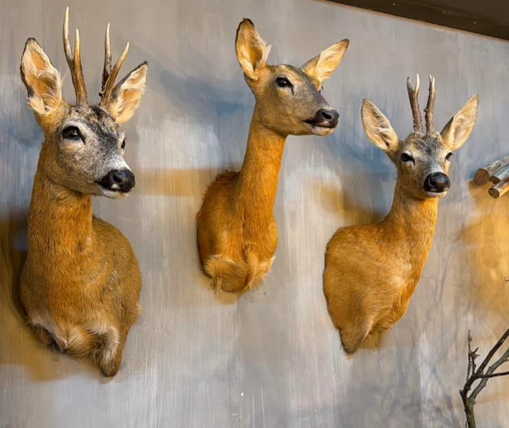 Ree Reebok gewei taxidermie veluwe hert opgezet opgezette, Ophalen, Nieuw, Hert, Opgezet dier