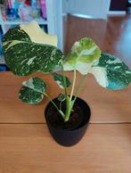 Monstera Thai constellation, Huis en Inrichting, Kamerplanten, Ophalen, Halfschaduw, Minder dan 100 cm