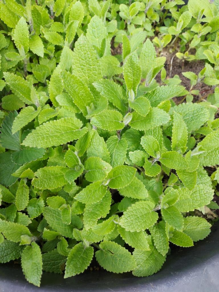 Crosne / Chinese Andoorn / Stachys affinis groente plant, Ophalen of Verzenden, Halfschaduw, Zomer, Groenteplanten