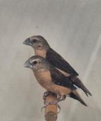 Gele rietvink, Lonchura Flaviprymna, Meerdere dieren, Tropenvogel, Geringd