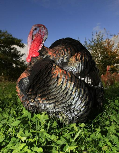 Bronze kalkoen kuikens, Meerdere dieren, Kalkoen