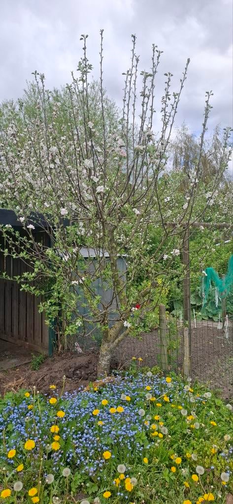 Appelboom, Tuin en Terras, Planten | Bomen, Ophalen, Lente, Volle zon, Overige soorten