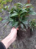 Laurier plantgoed Prunus Genolia - 15/25cm, blotewortel, Ophalen of Verzenden, Overige soorten, Halfschaduw