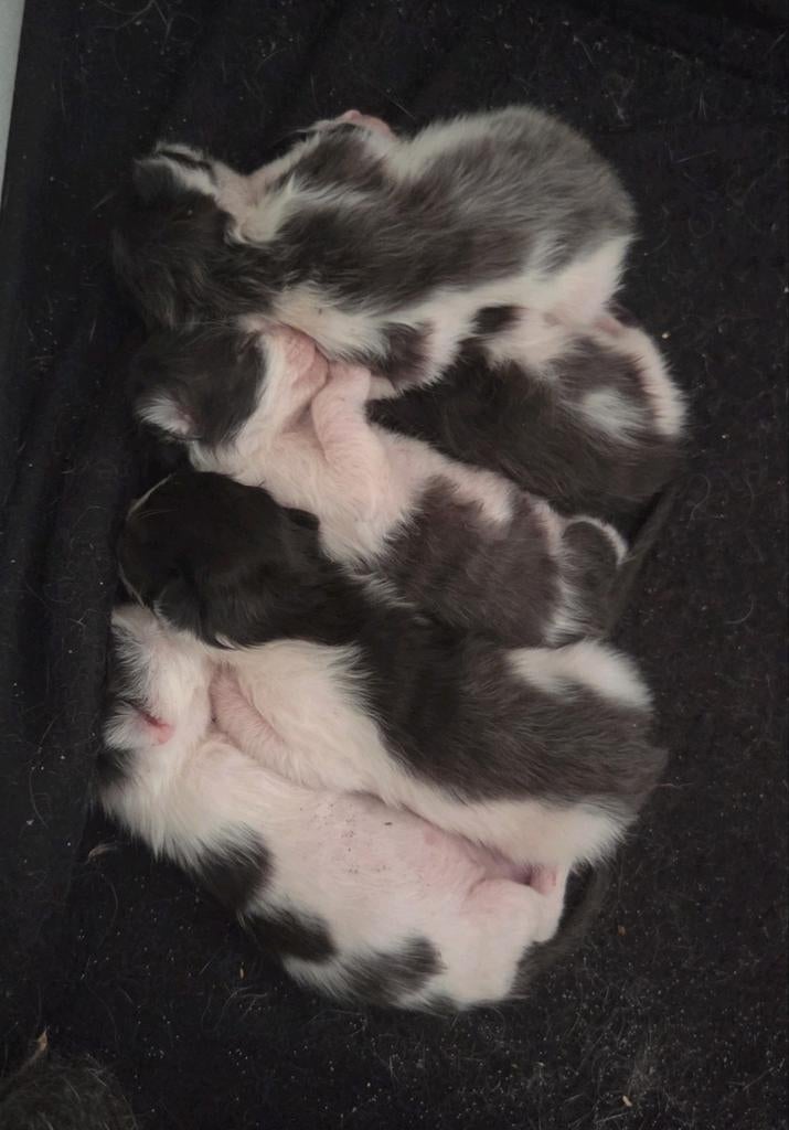 Kittens
