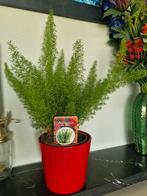 Asparagus incl pot, Ophalen, Halfschaduw, Minder dan 100 cm