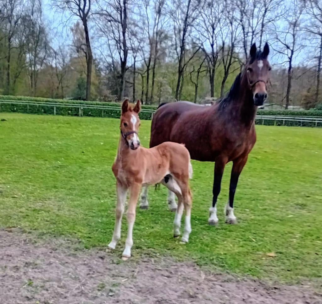 Te koop mooi Hengstveulen, Dieren en Toebehoren, Minder dan 160 cm, Niet van toepassing, Hengst, Gechipt