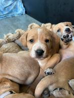 Dalmador pups dalmatier/labador nog 3 beschikbaar, Overige rassen, 8 tot 15 weken, Meerdere, Meerdere dieren