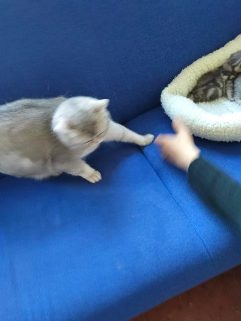 Raszuivere Britse Korthaar Kittens, Dieren en Toebehoren, Katten en Kittens | Raskatten | Korthaar, Meerdere dieren