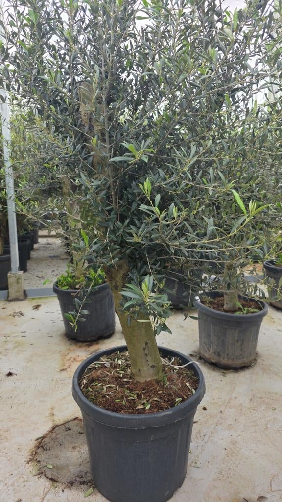 Mooie grote knoestige olijfbomen, wilder van uiterlijk, Ophalen, Overige soorten, Volle zon