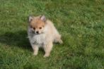 Dwergkees pup, Pomeriaan ,keeshond ,spitz, Dieren en Toebehoren, Honden | Poolhonden, Keeshonden en Oertypen, Keeshond, 15 weken tot 1 jaar