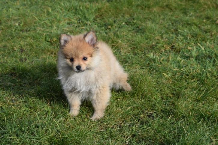 Dwergkees pup, Pomeriaan ,keeshond ,spitz, Dieren en Toebehoren, Honden | Poolhonden, Keeshonden en Oertypen, Meerdere dieren